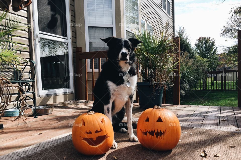 Piper the border collie smiling with his halloween jack-o-lanterns. 