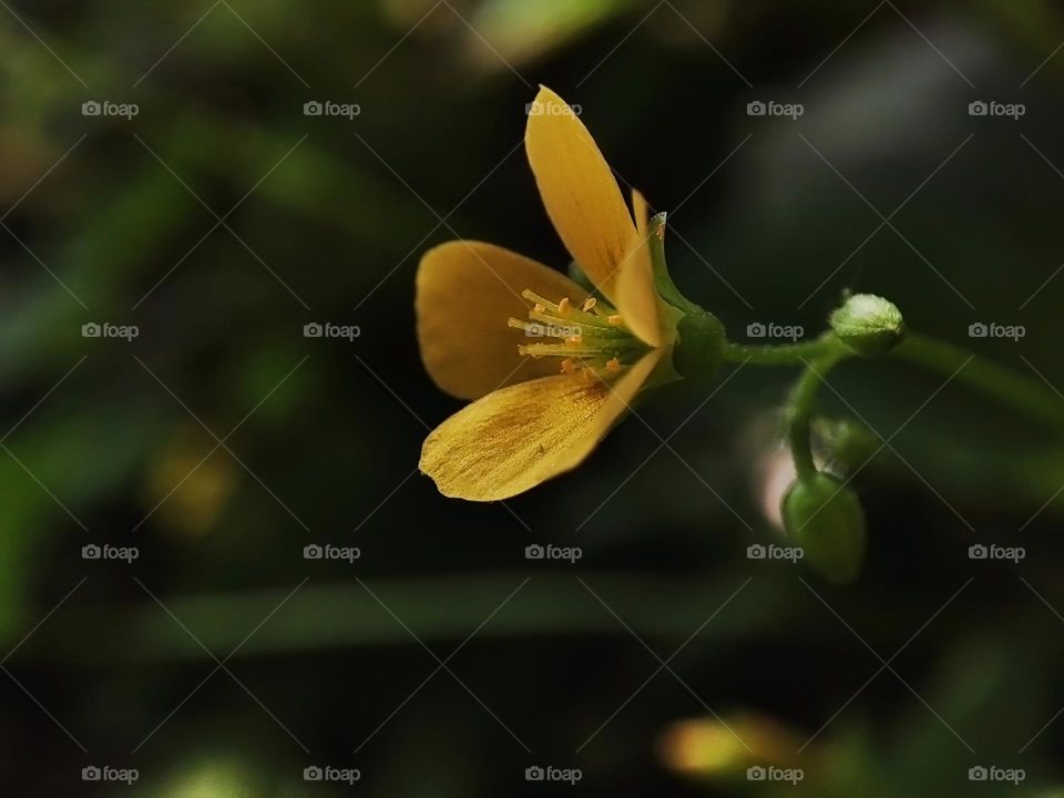 Macro photo of a summer plants