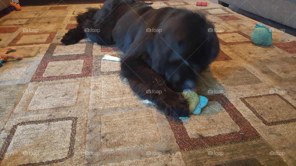 No Person, One, People, Mammal, Rug