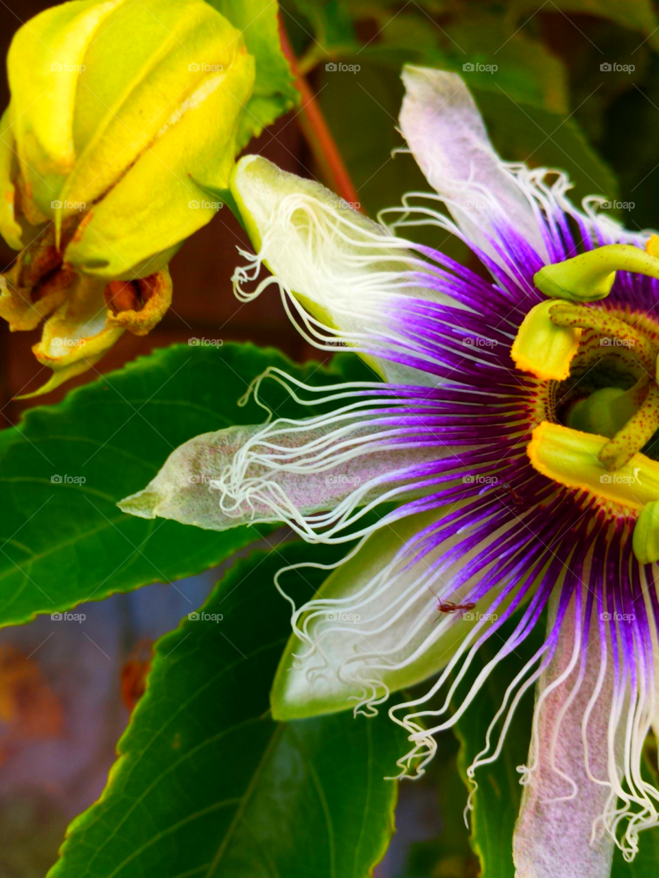 "Passion Of The Christ Flower"
