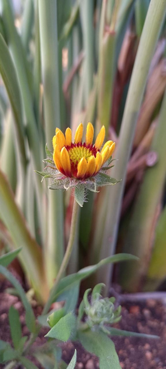 yellow flower