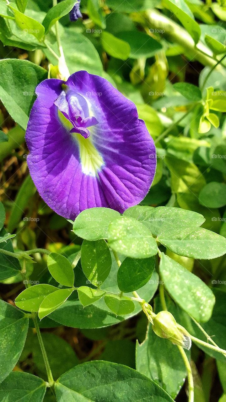 The butterfly pea flower has the scientific name clitoria ternatea, which is very beautiful purple in color💜
