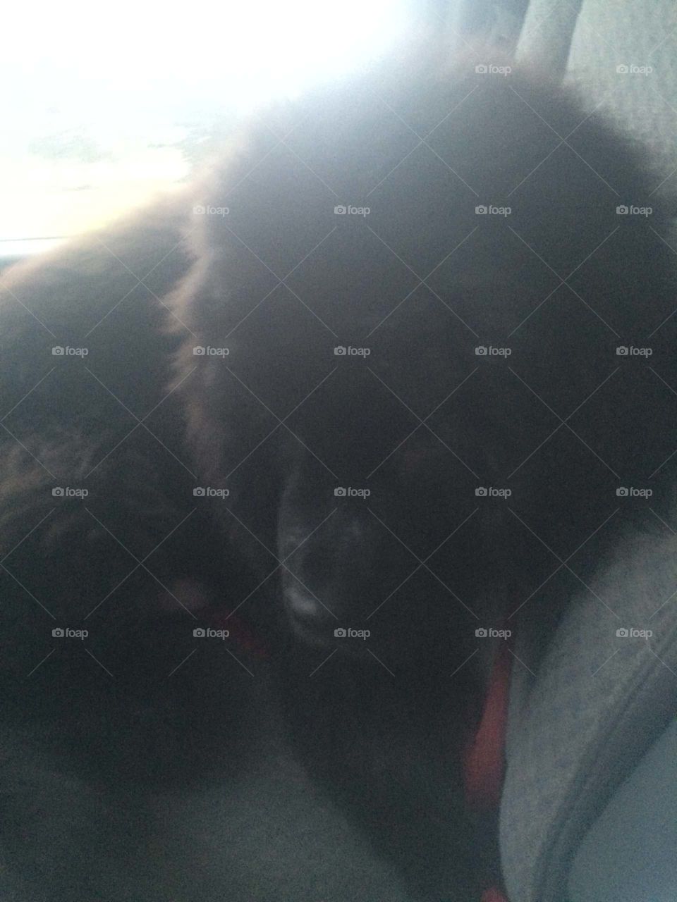 Dog, People, No Person, One, Portrait