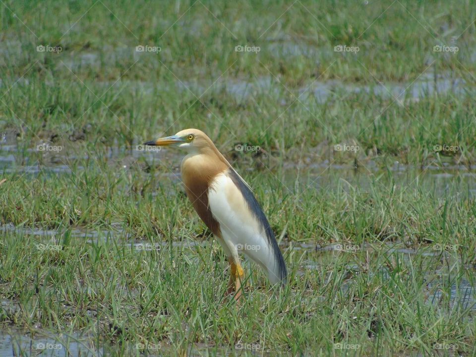 Javan - pond heron . A lowland waterbird's captured at the habitat of its : wetland. Residential species of bird. Number of medium size bird than another size egret of them.