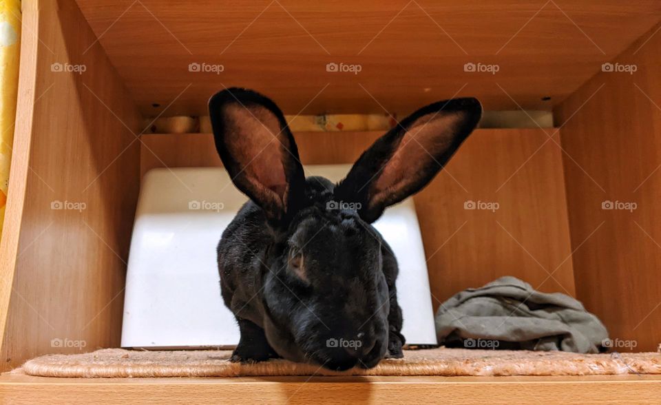 Rex domestic rabbit