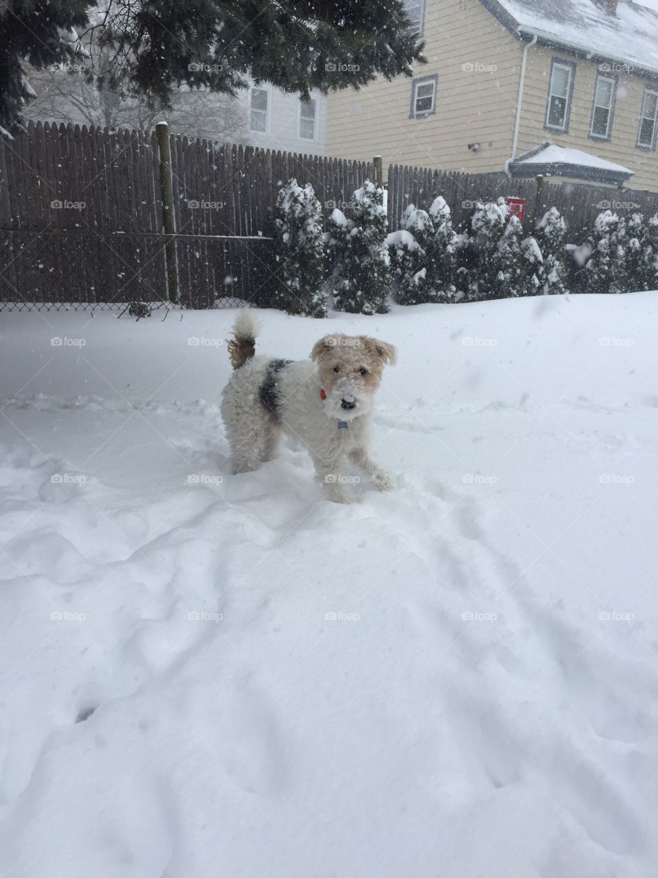 Snow blizzard. Bilbo in the snow