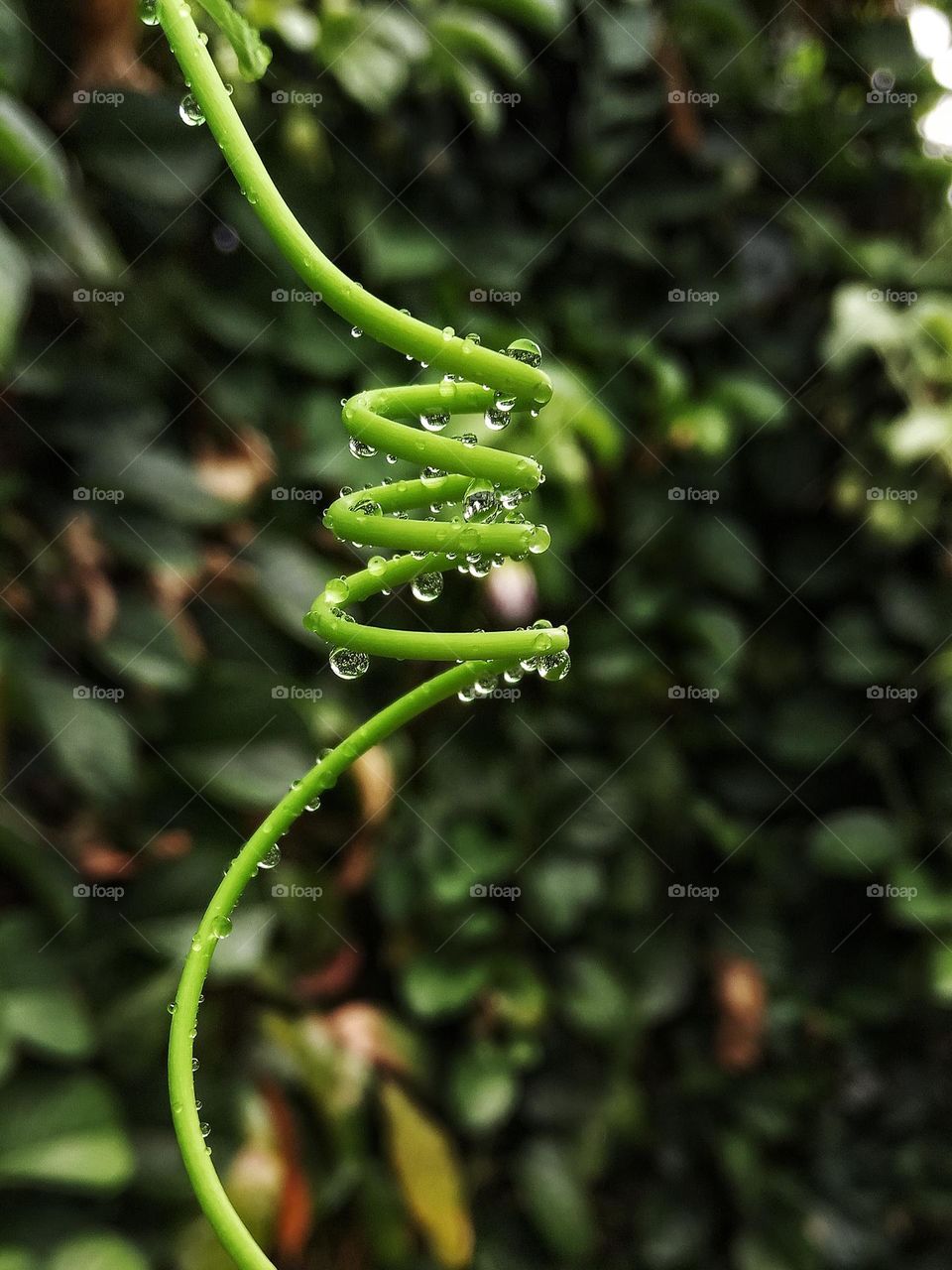 the rest of the rain