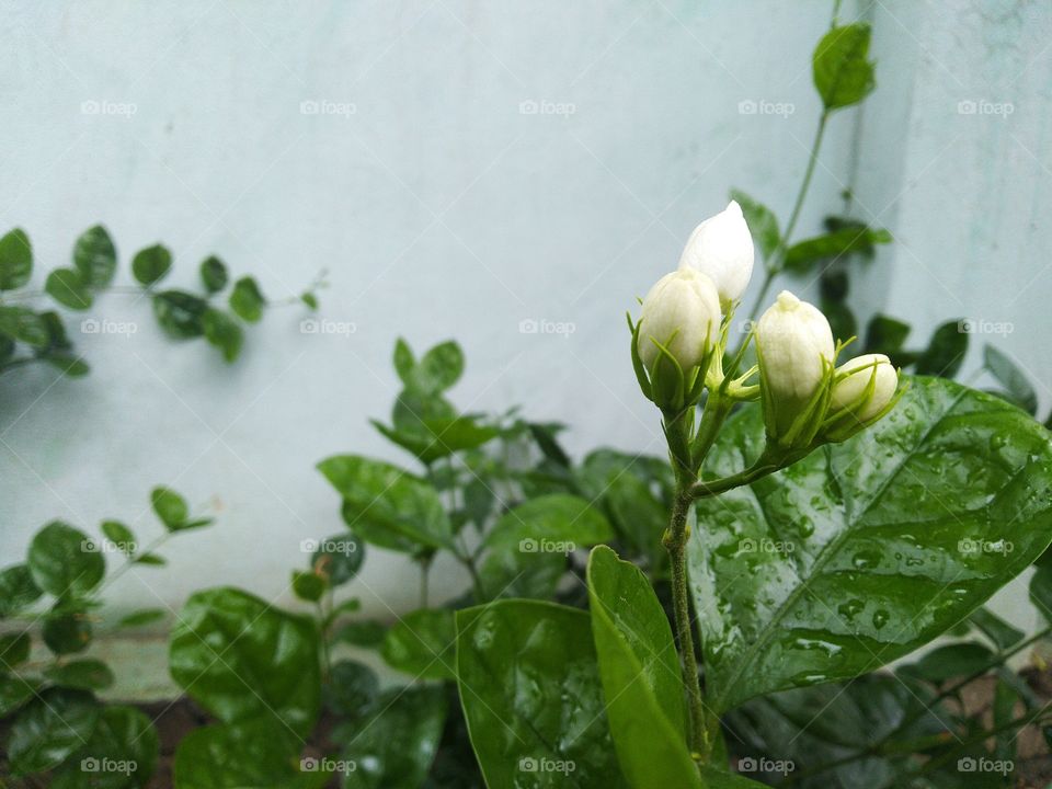 white Lily buds flowers mogra sweet smell