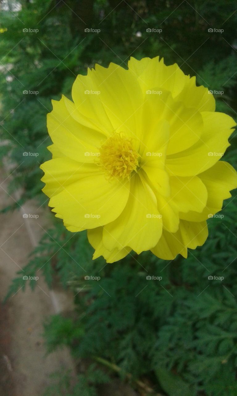 yellow cosmos