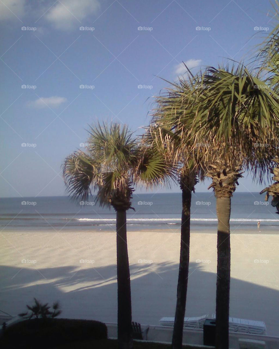 beach florida palmtree by jmsmith32210