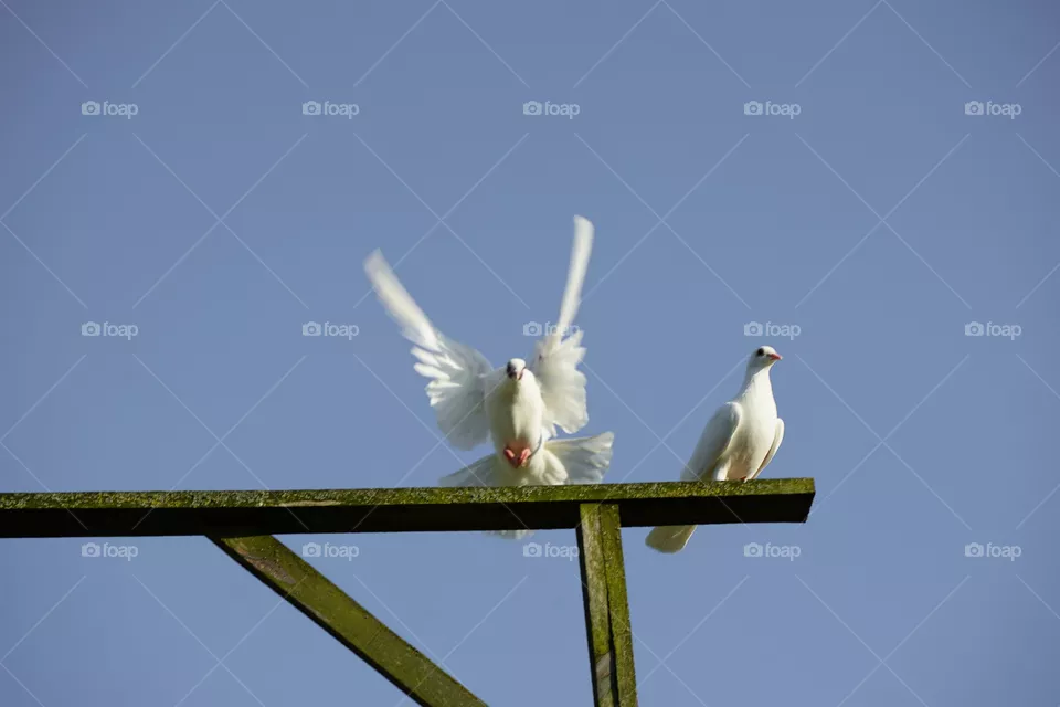 birds