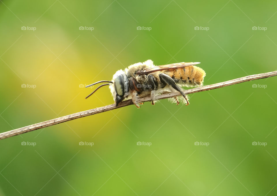 Cutter Bee