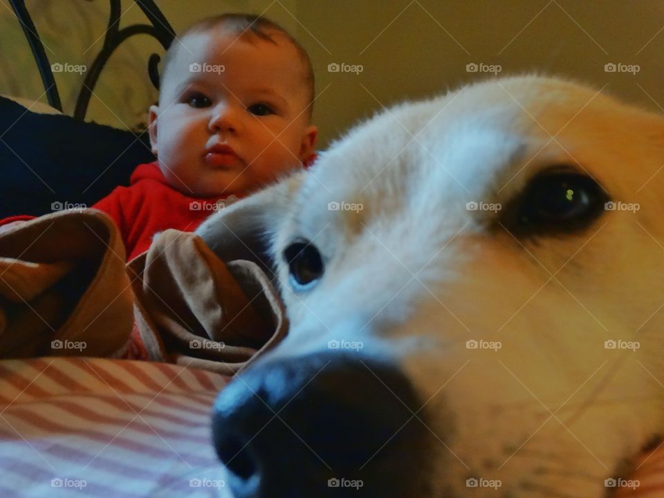 Family Dog With Baby Girl