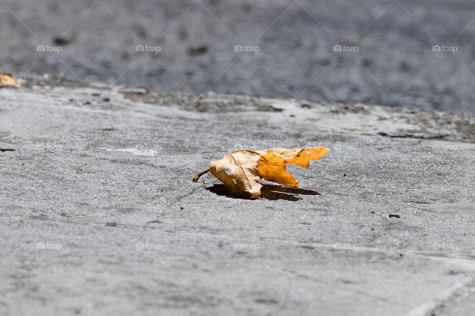 Dry leaf on concrete gray ground in fall