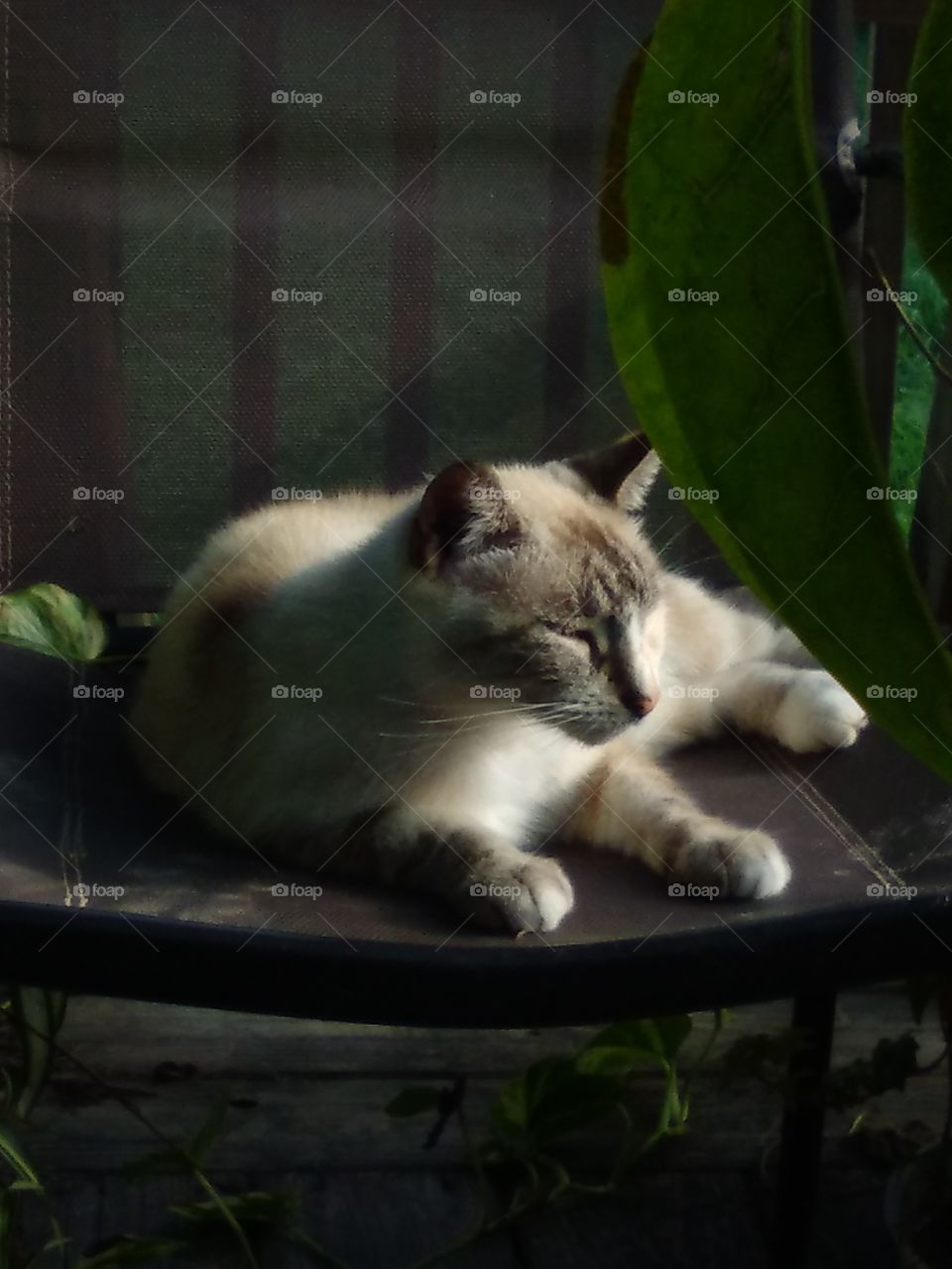 Lucy The Cat On A Chair