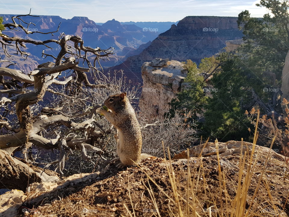 squirrel lunch