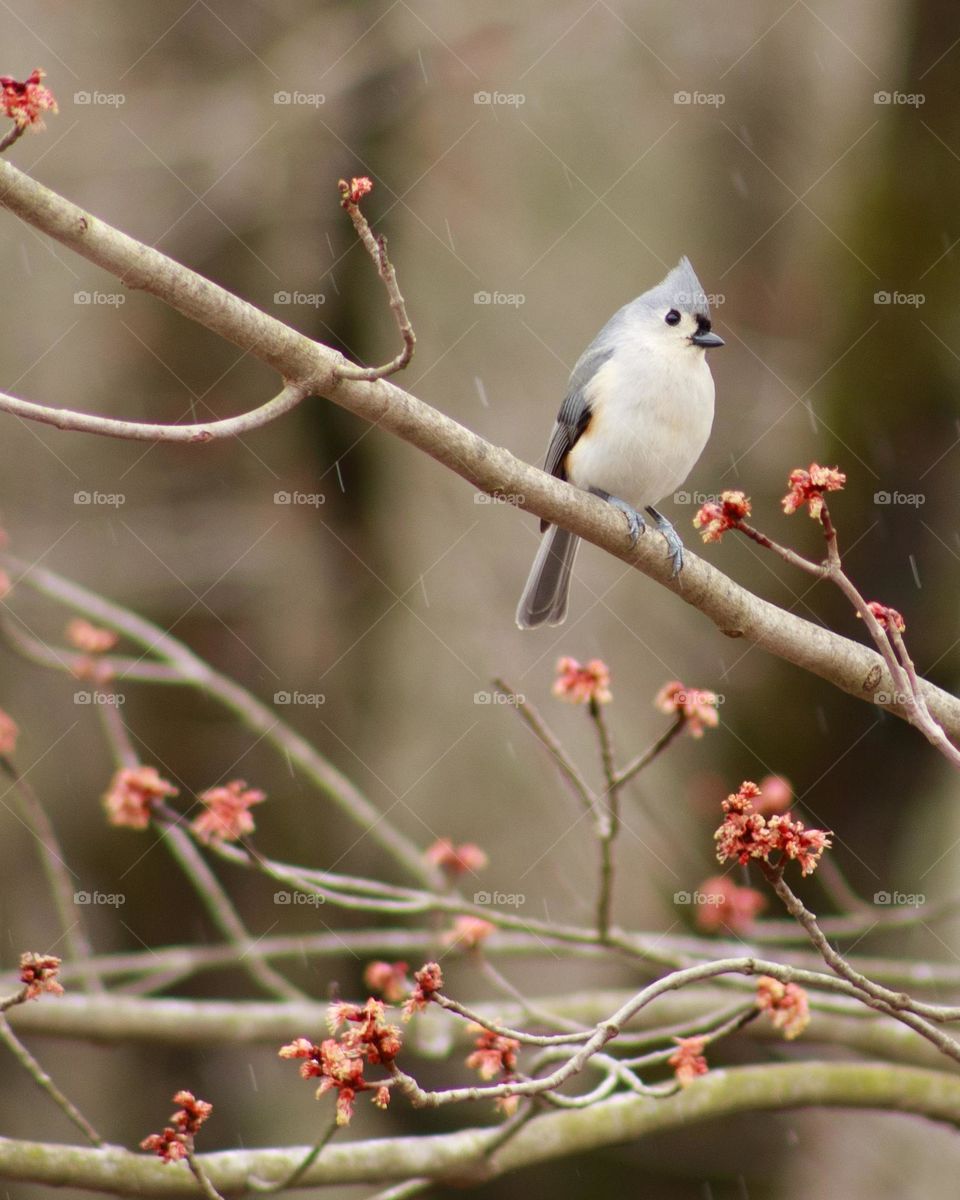 The Soft Brilliance of Spring; inquisitive Bird(Tufted Titmouse) perched on a blooming branch