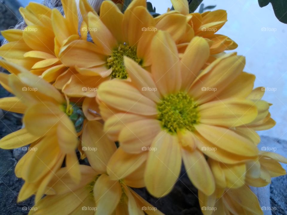 Sun-kissed yellow flowers