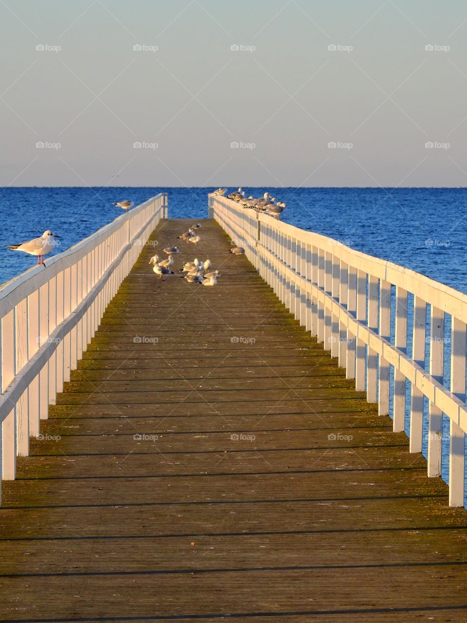 Seagulls on a jetty rail