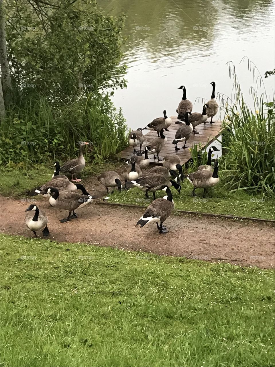 Geese queing