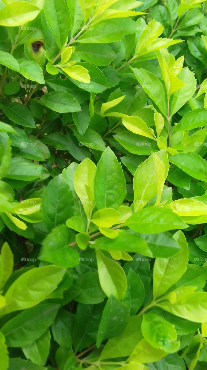 leaves