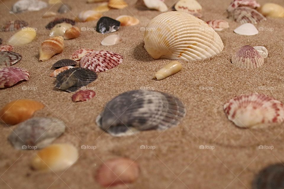 Collection assorted seashells in the sand at the beach