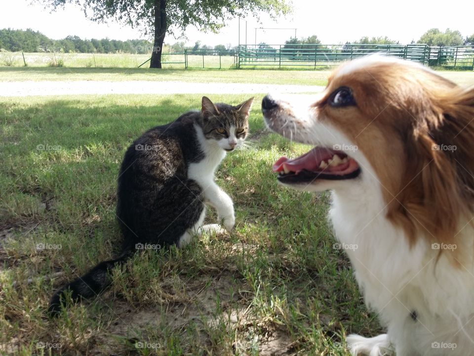 Dogs and Cats as Friends