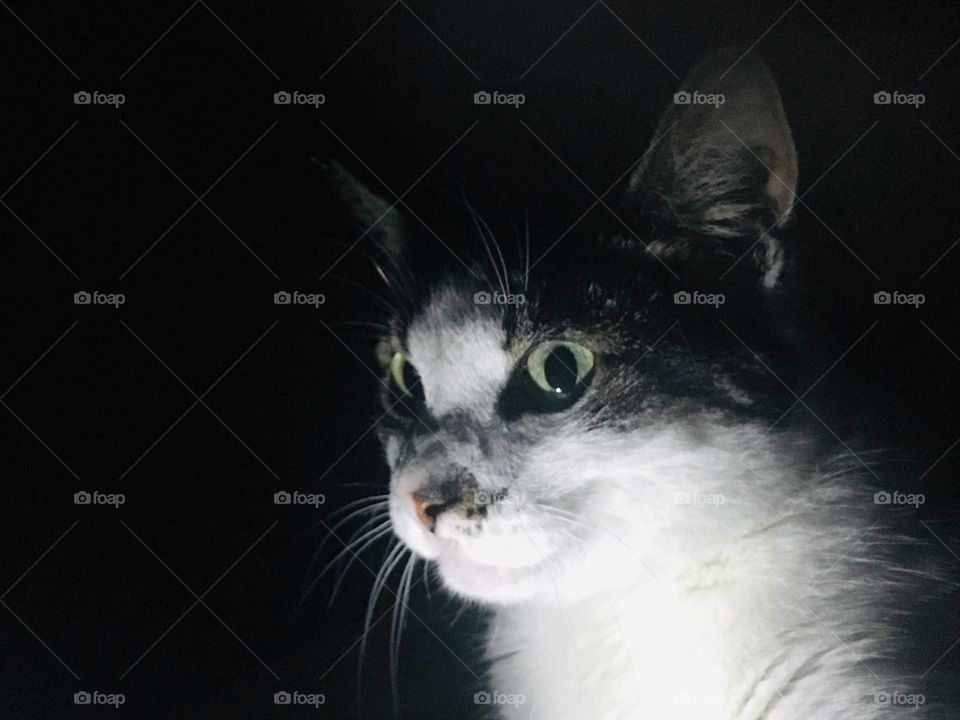 Cat at Night 2 - black and white 