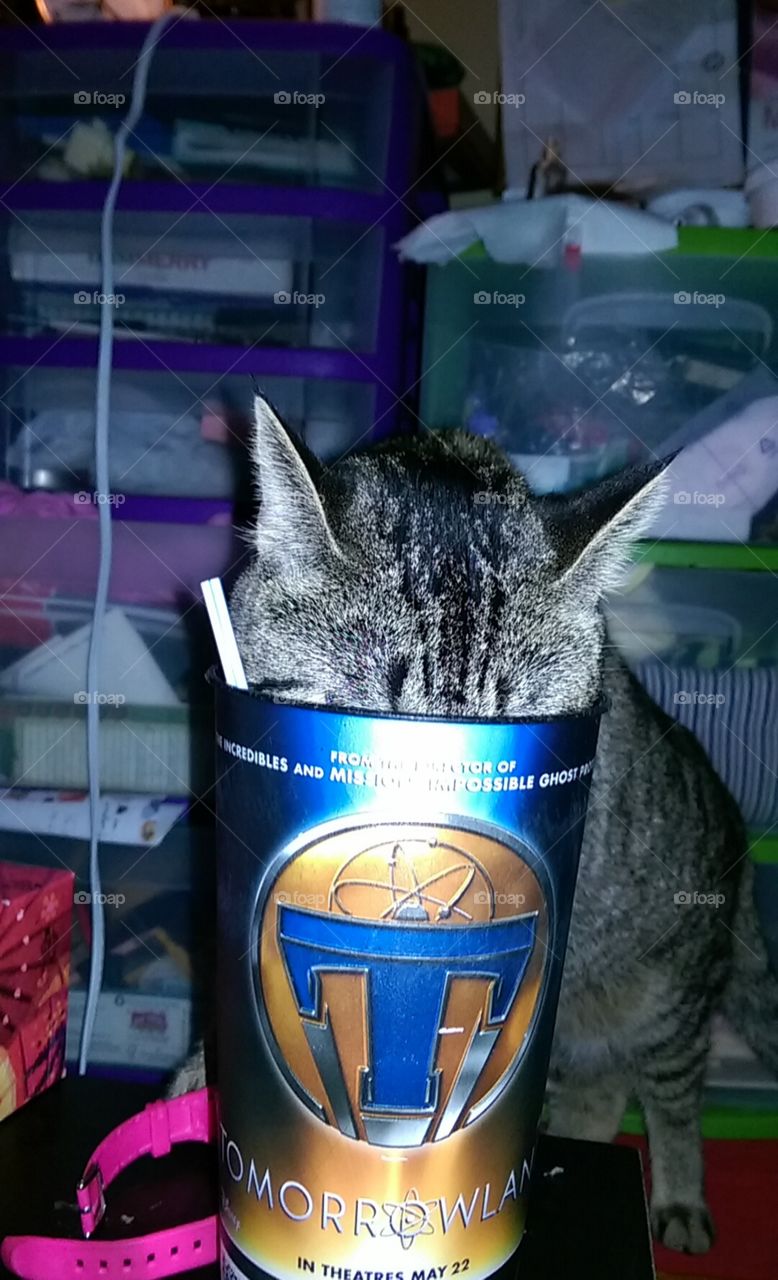 naughty cat drinking from a cup