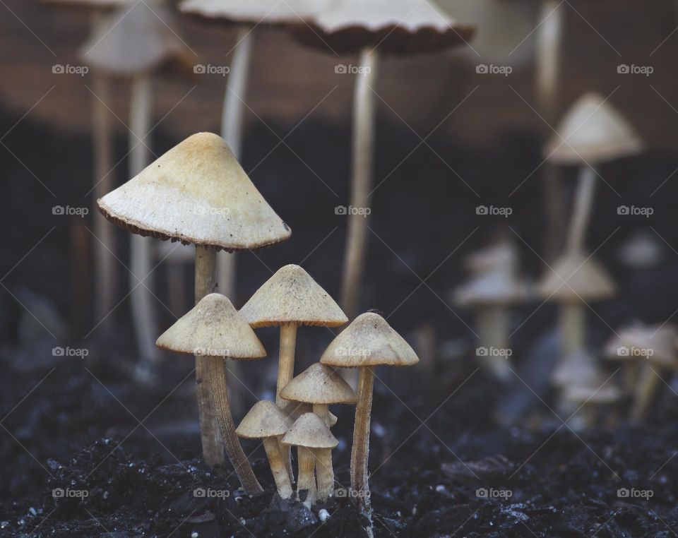 Panaeolus mushrooms of various sizes growing out of the soil