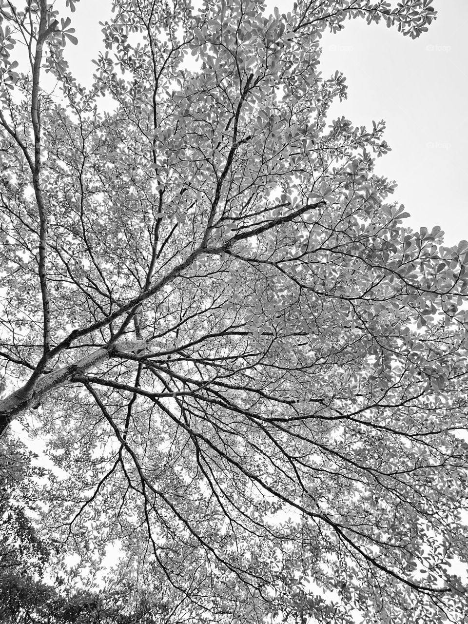 Seeing the sky through the tree leaves and branches