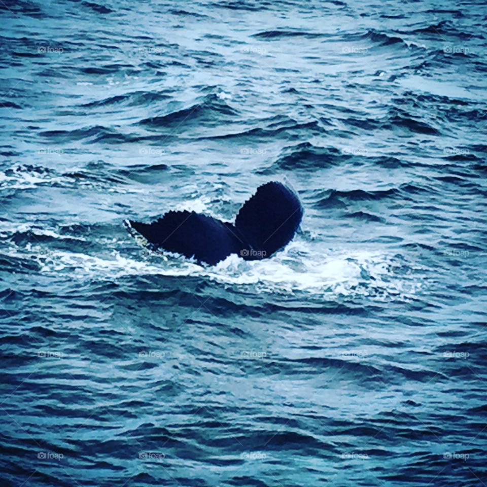 Whale Watching, Cape Cod