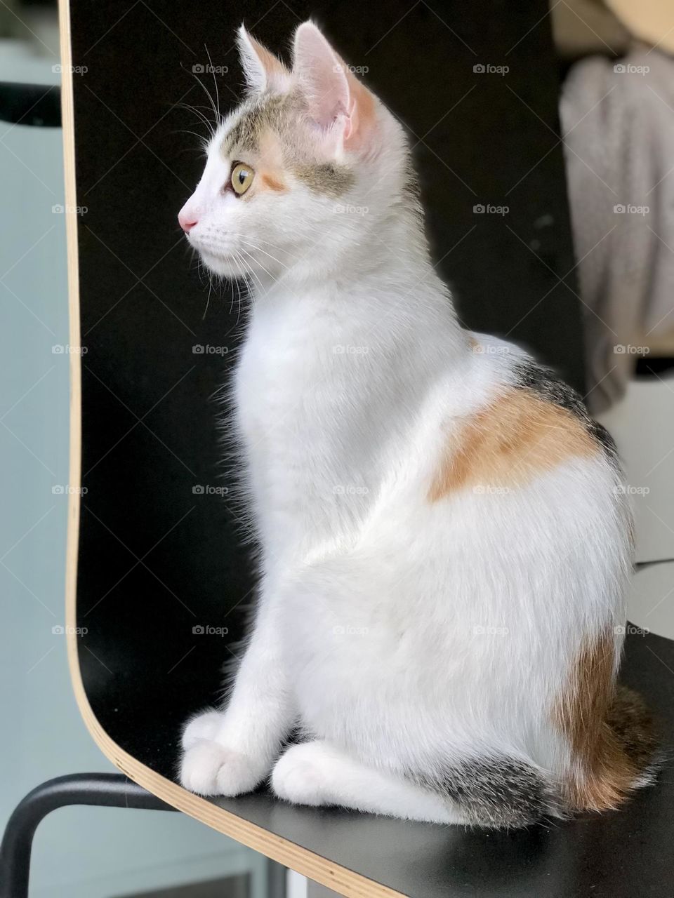 Profile of multicolored European domestic cat sitting on a black chair 