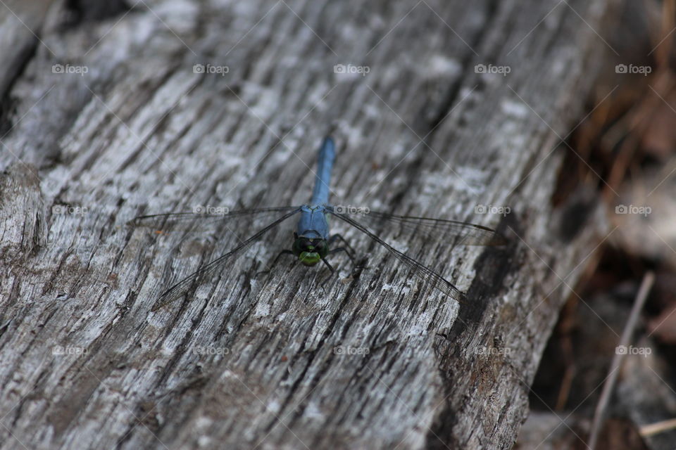 blue dragonfly on a log