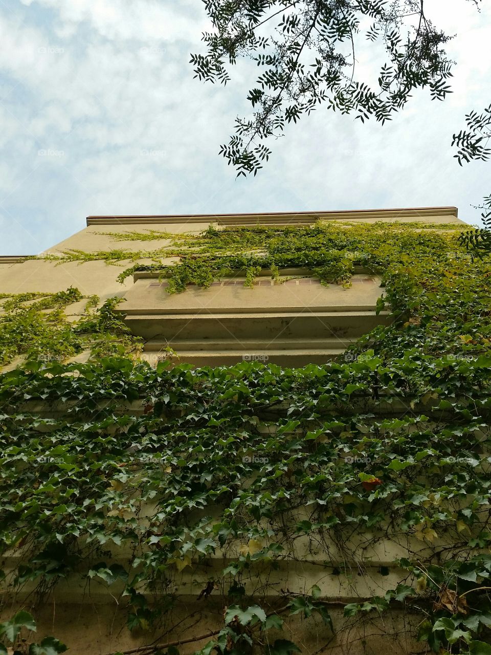 Building covered in creepers. Creepers on building