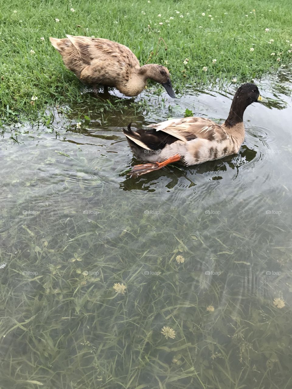 Ducks 