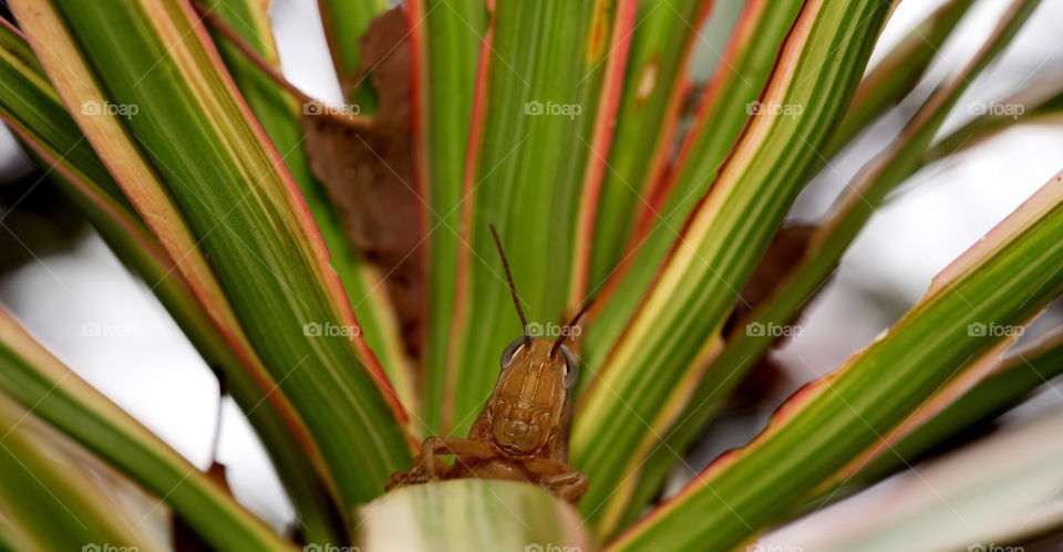 Grasshopper hides in a bush