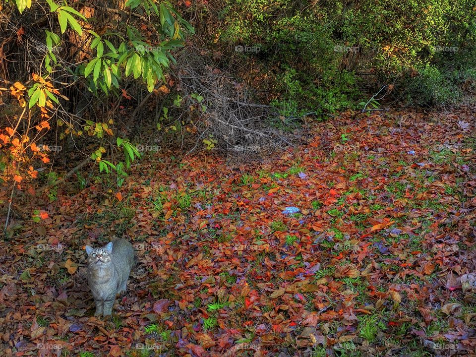 Cat In Autumn 