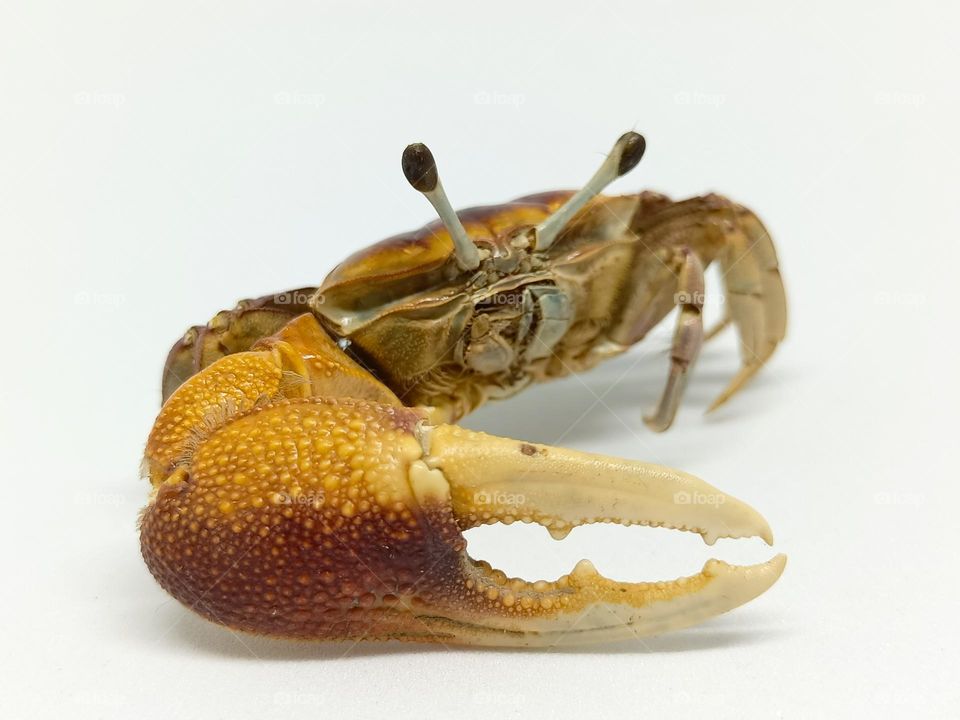 Crab Isolated on white background