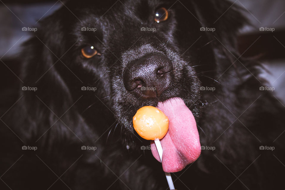 lollipop dog
