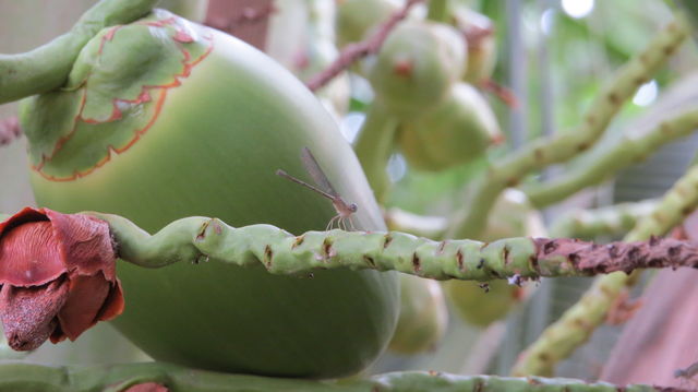 brazilian coconut tree