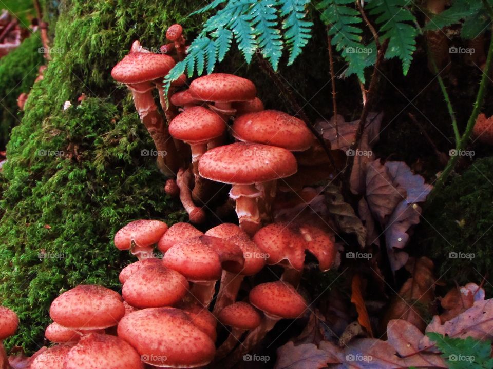 These mushrooms look like toffee