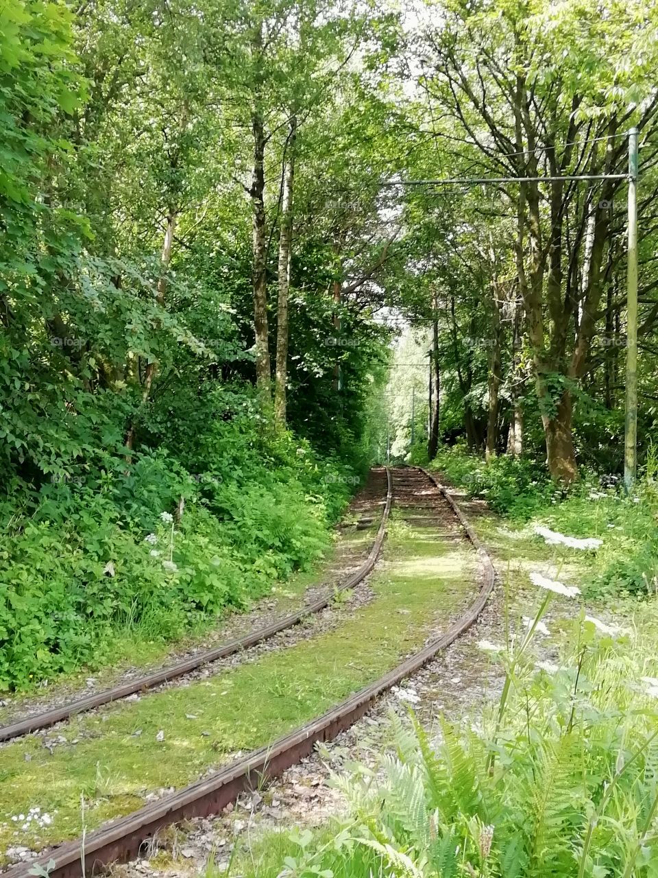 train line through the woods