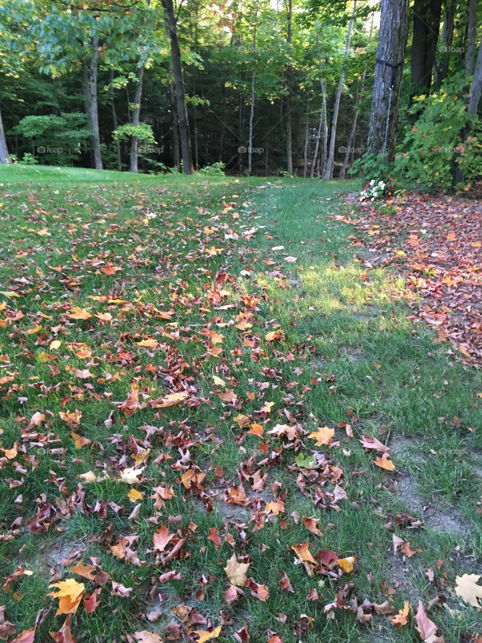 first pass with lawn sweeper - fall time now!