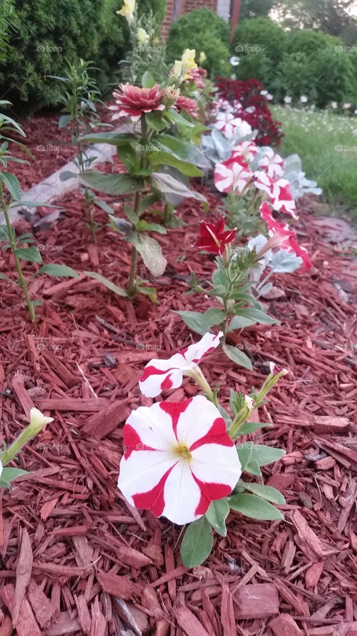 lady bug view. Whitmore Lake, MI