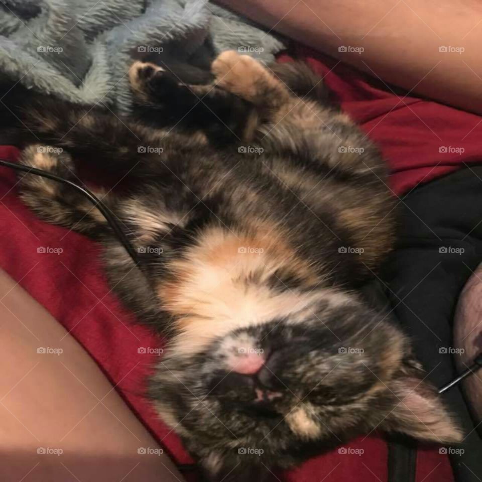 tortoiseshell kitty nap