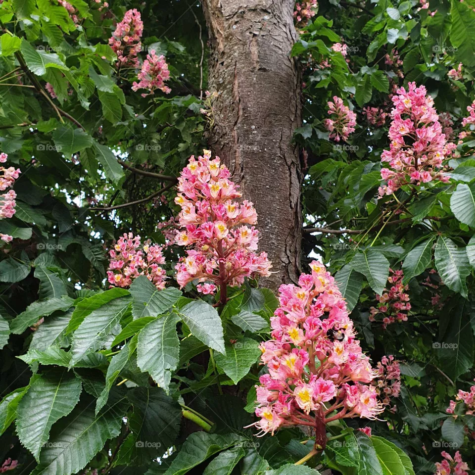 Blumen
