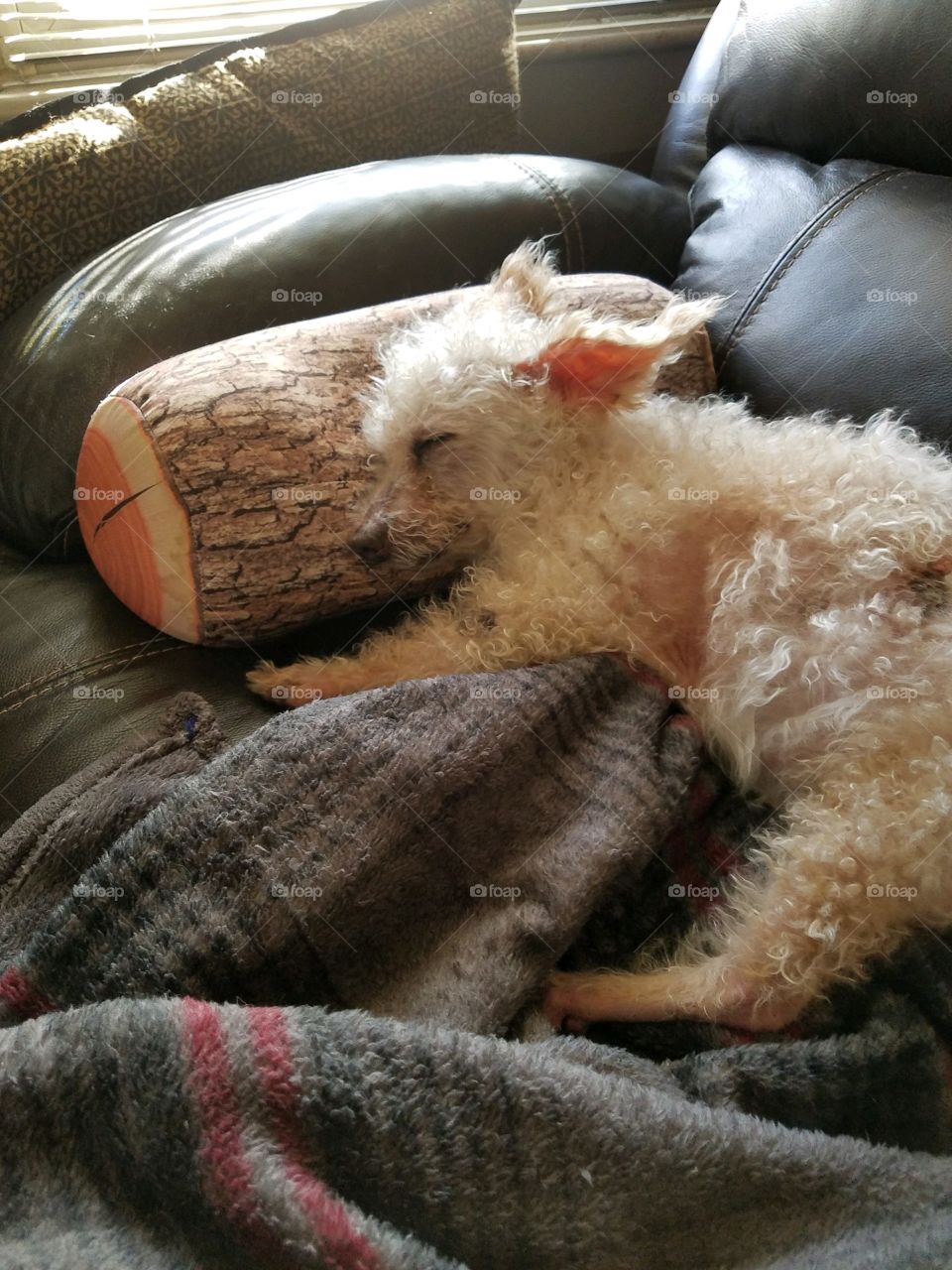 Dogs of the USA! Sleeping dog, head on pillow!