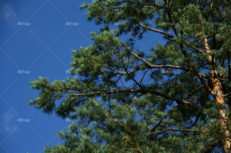 pine tree on blue sky