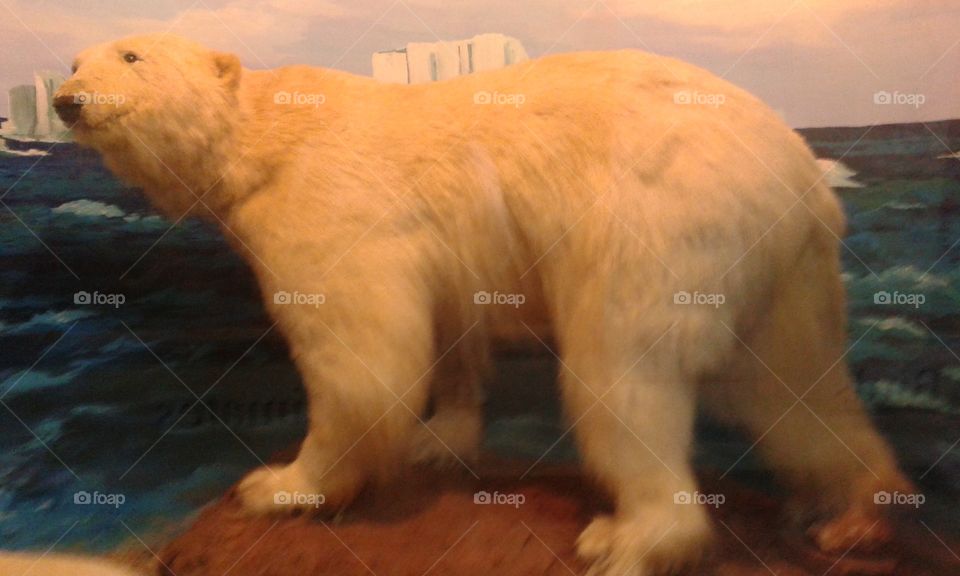 polar bear